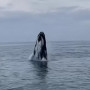 Repérez les baleines à bosse avec Knokke Boat au large de Cadzand